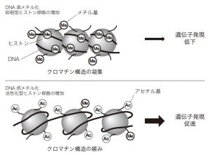 エピジェネティックな制御機構（模式図）