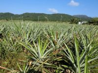 写真4　石垣島のパイナップル畑