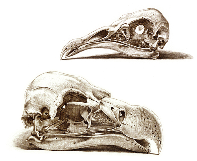 エジプトハゲワシ（Neophron percnopterus）とミミヒダハゲワシ（Torgos tracheliotus）